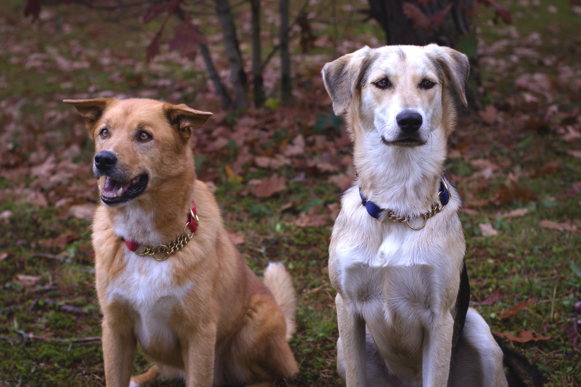 Two dogs sitting outdoors on a grassy area with fallen leaves wearing waterproof brass martingale collars