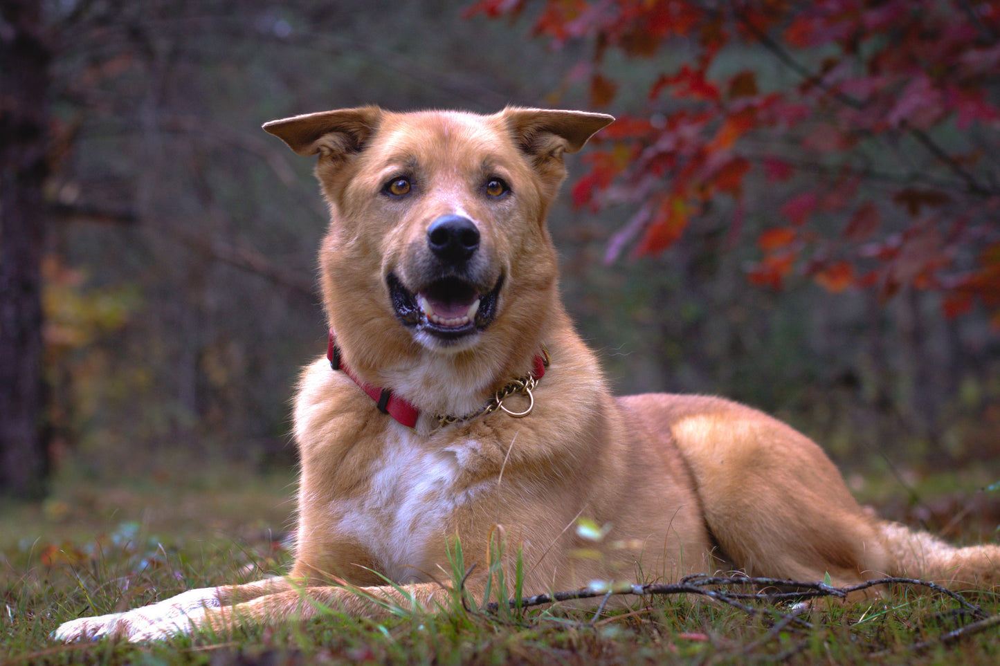 Dog lying on grass with a blurred natural background wearing a waterproof brass martingale collar