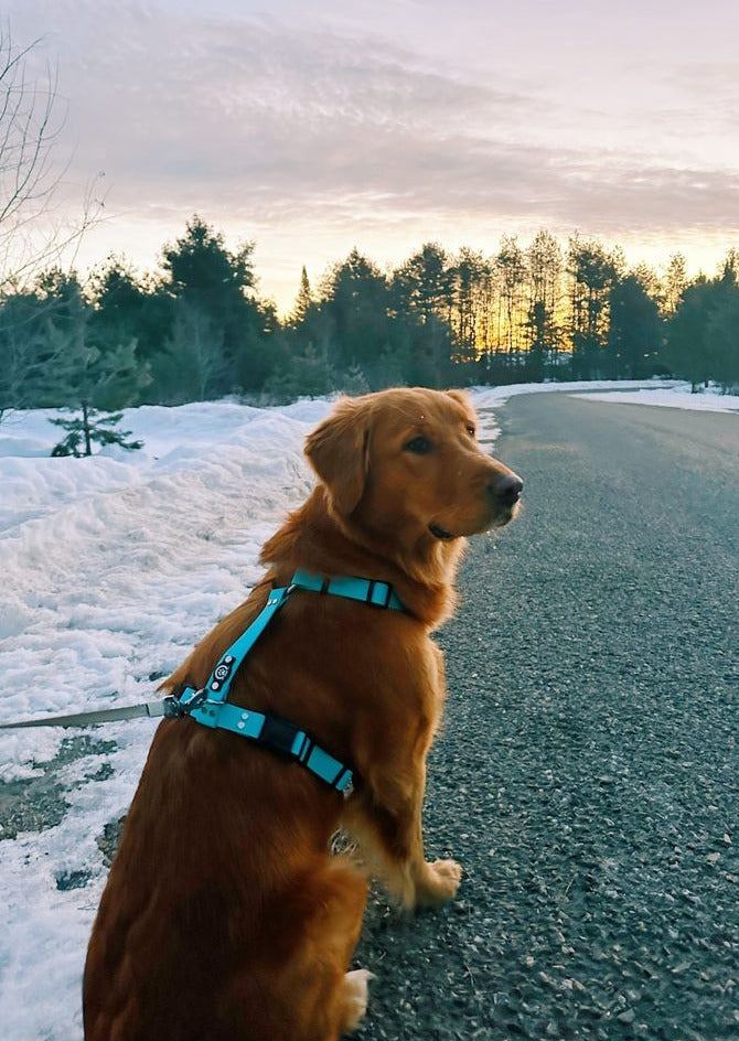 Backwoods Dog waterproof BioThane Y front harness in sky blue on golden retriever 