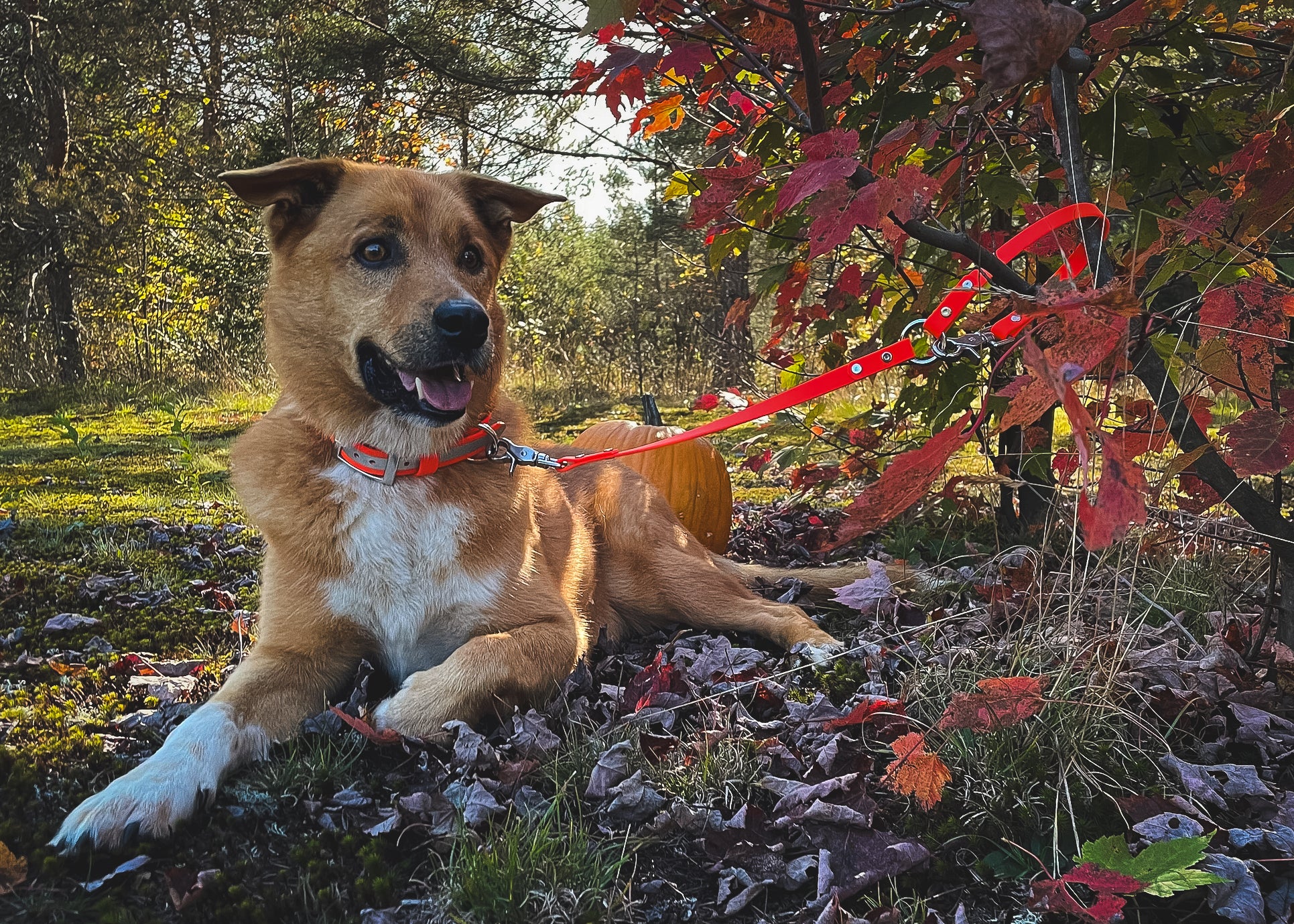 Backwoods Dog waterproof biothane leash splitter coupler