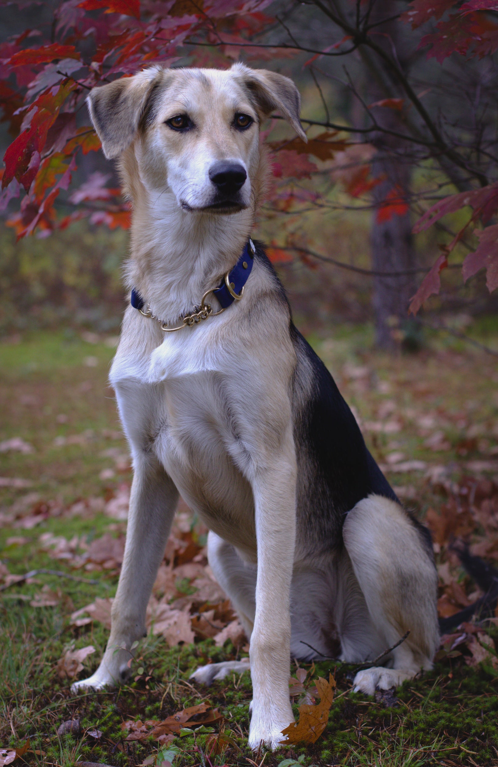 Dog sitting outdoors with autumn leaves in the background wearing a brass waterproof martingale collar