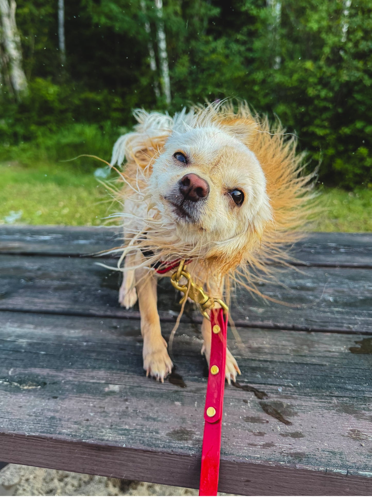 Mini Waterproof BioThane Quick-Release Collar
