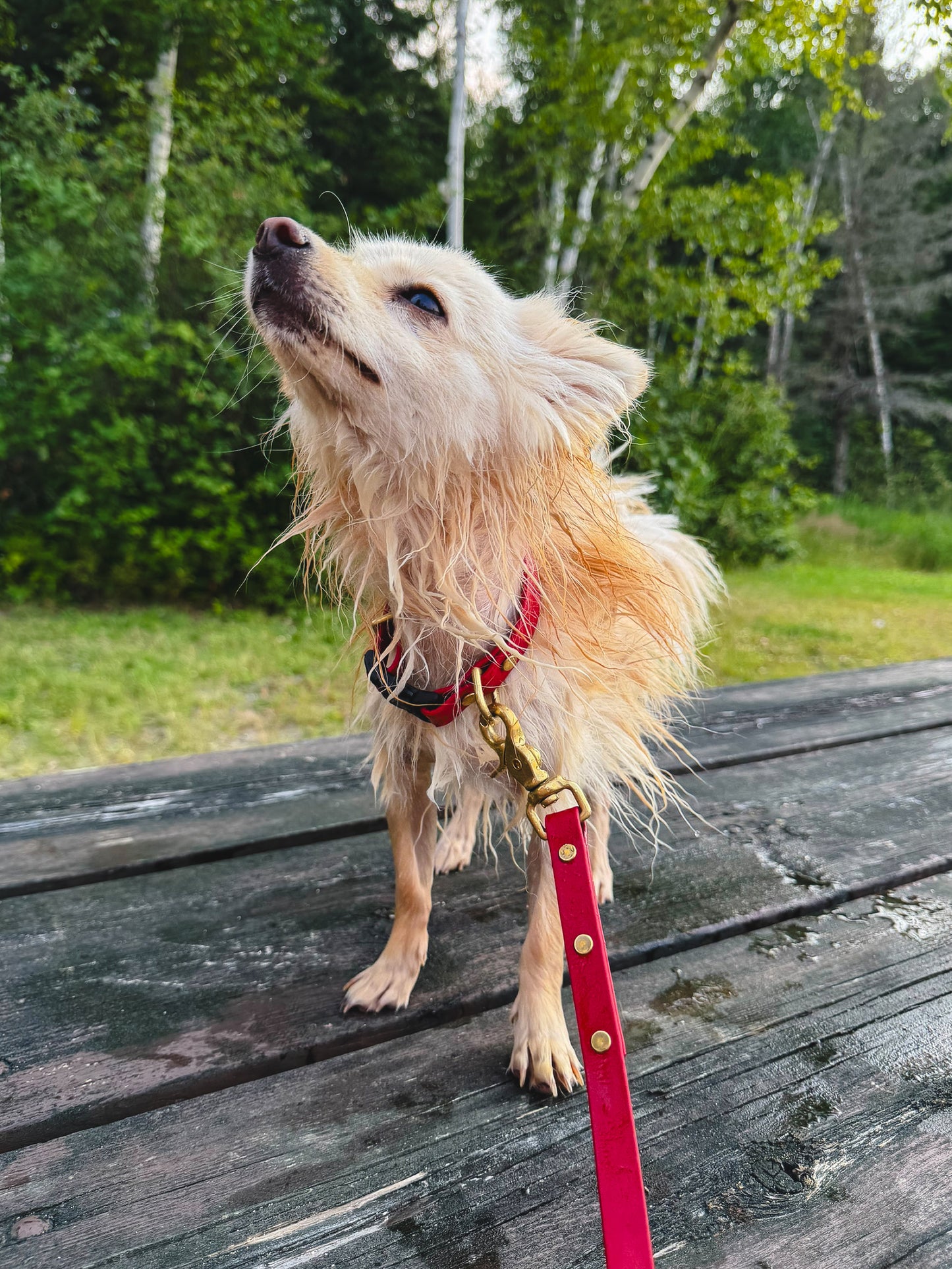Mini Waterproof BioThane Quick-Release Collar