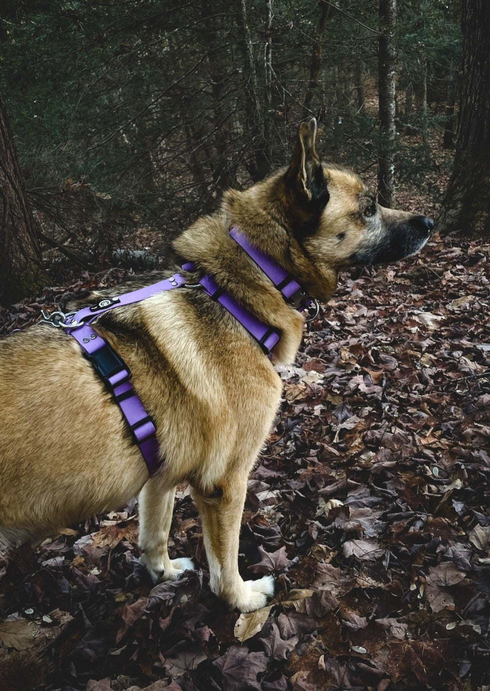 Backwoods Dog waterproof BioThane Y-Front Harness in amethyst