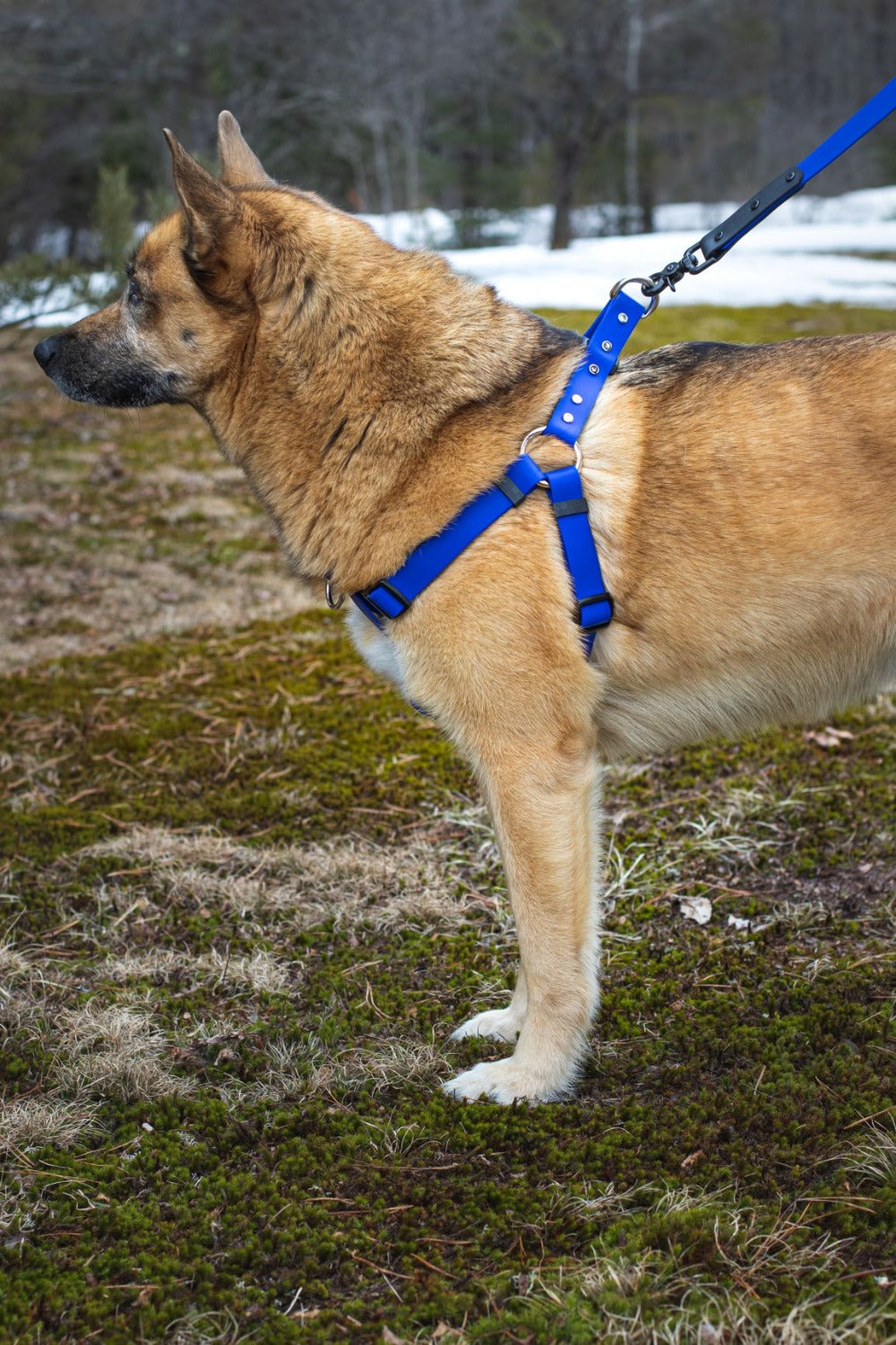 Backwoods Dog BioThane step-in harness in royal blue on alaskan husky dog standing in moss 