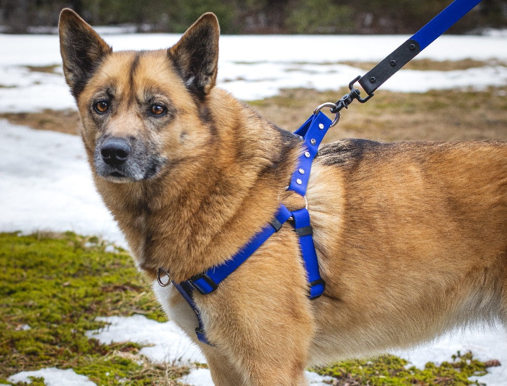 Backwoods Dog Step-In BioThane harness for big dogs in royal blue