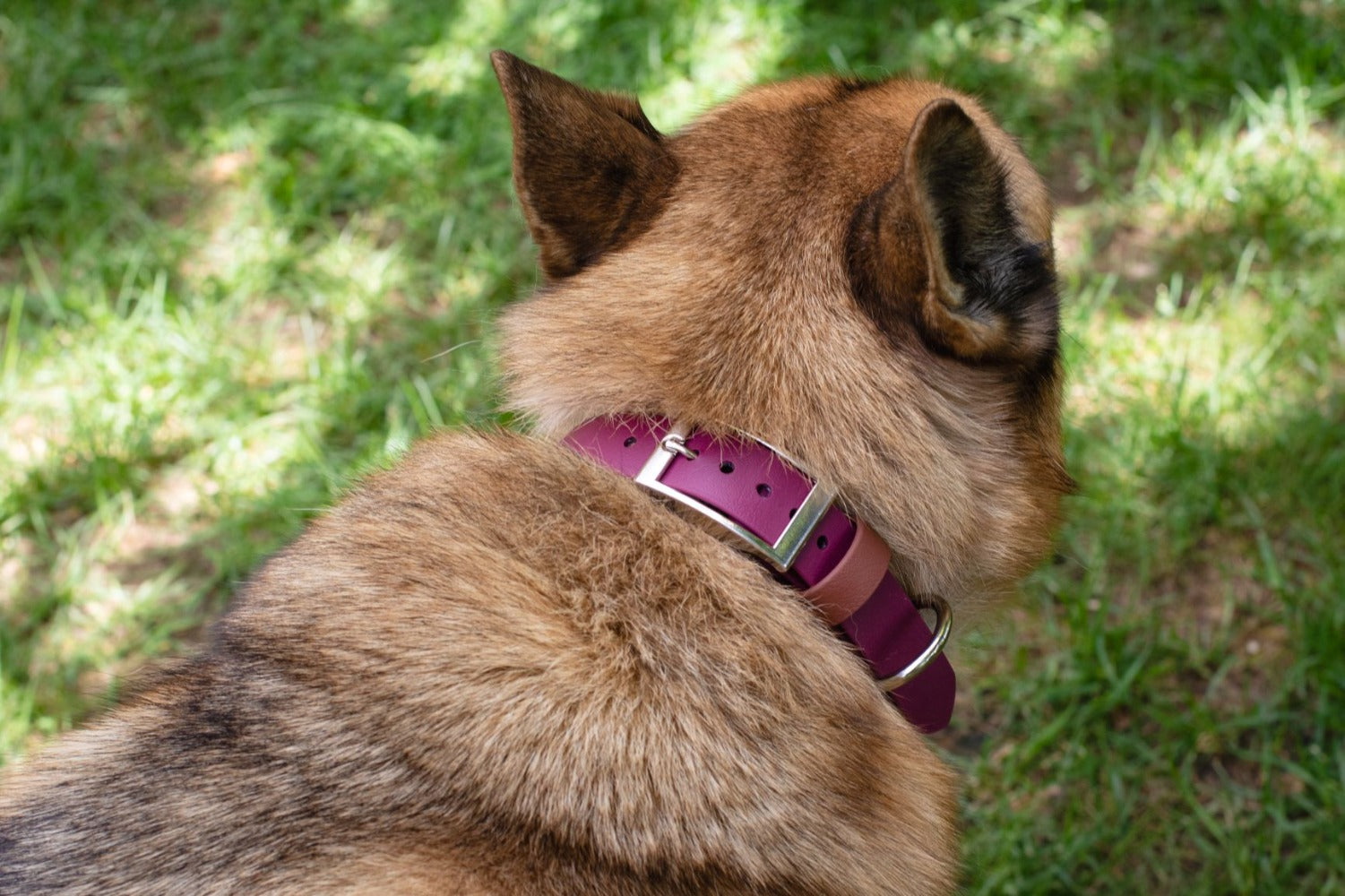 Backwoods Dog BioThane Buckle Martingale dog collar and hands-free leash on Husky dog