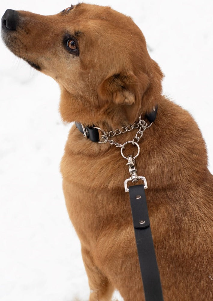 Backwoods Dog BioThane Vegan Leather Adjustable Martingale Dog Collar