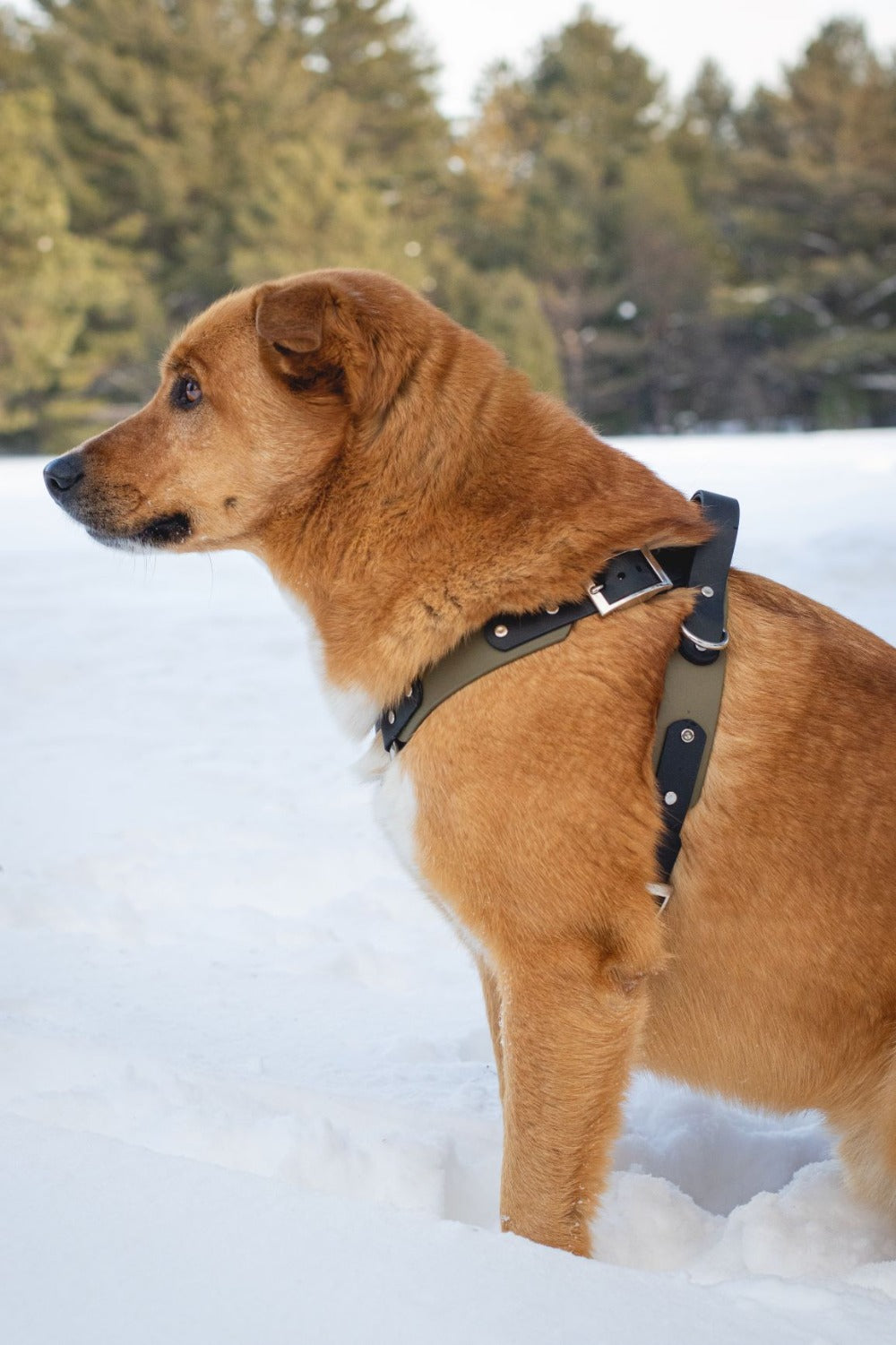 Backwoods Dog Trek BioThane Harness waterproof adventure harness