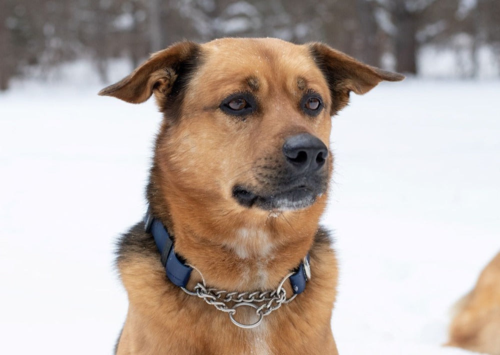 Backwoods Dog Navy BioThane waterproof vegan leather martingale collar