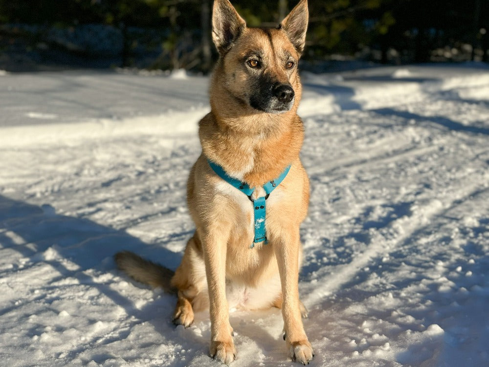 Husky dog wearing Backwoods Dog BioThane Y Front Dog Harness in the snow